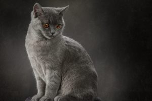 Chartreux