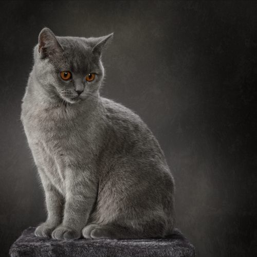 Chartreux