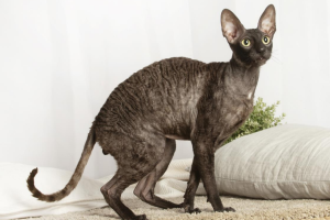 Cornish Rex