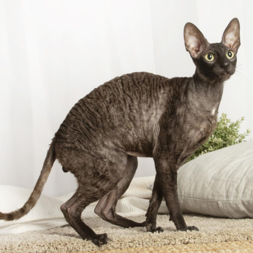 Cornish Rex