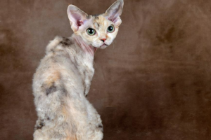 Devon Rex