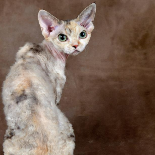 Devon Rex