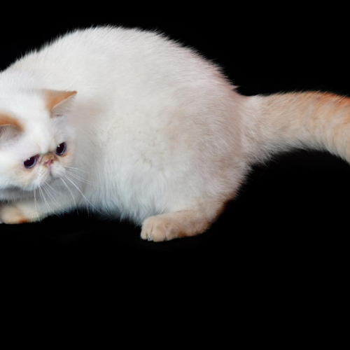 Exotic Shorthair