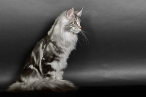 Maine Coon