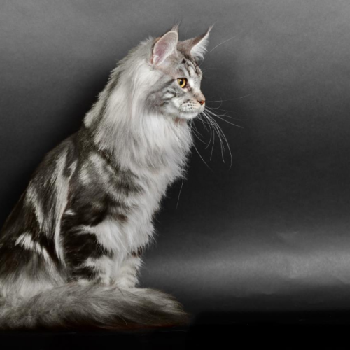 Maine Coon