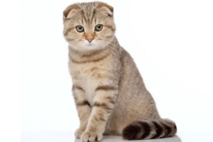 Scottish Fold