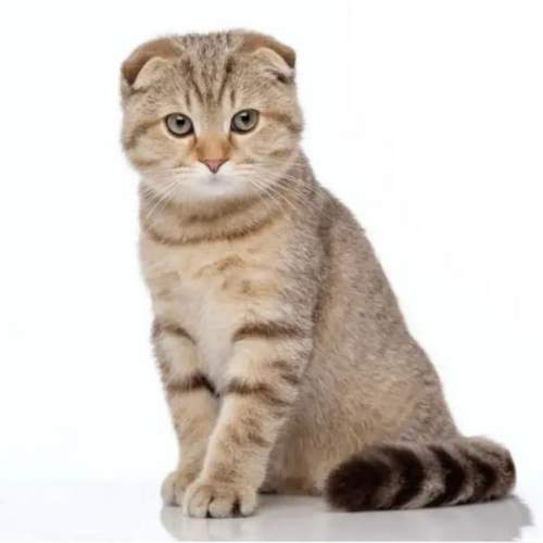 Scottish Fold