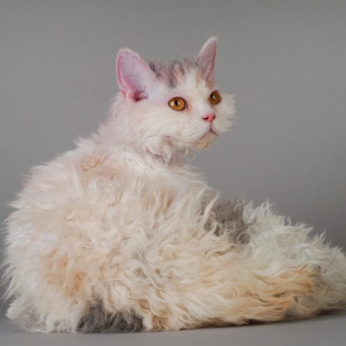 Selkirk Rex