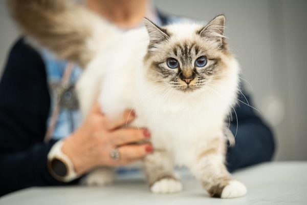 Exposition féline internationale - Automnales 2022